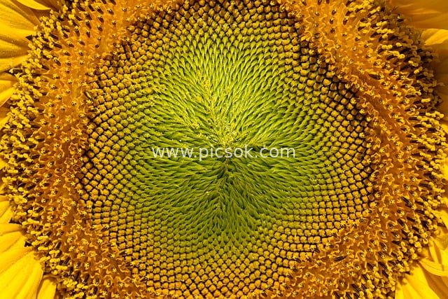 Close-up of Sunflower Head: Natural Beauty of Yellow Petals and Green Central Disk