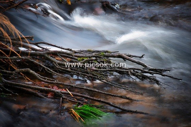 Natural Stream with Deadwood Landscape: Contrast Between Dynamic Water Flow and Static Branches