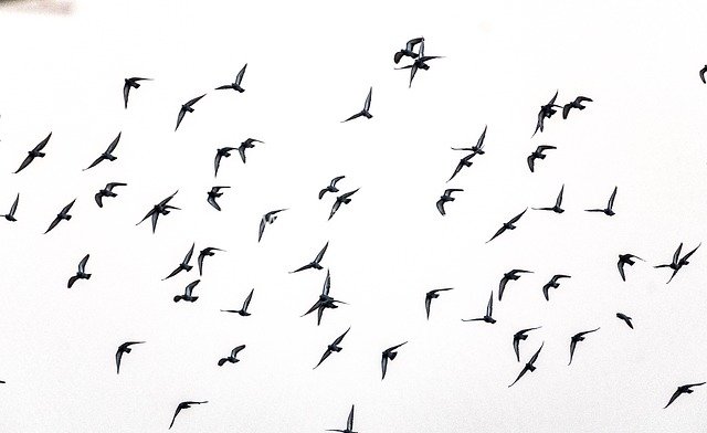 Flock of Birds Soaring in the Sky: Agile Silhouettes of Free Flight