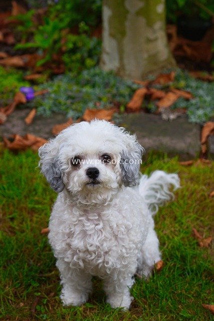 Cute Outdoor Portrait of an Adorable Small White Curly-Haired Dog
