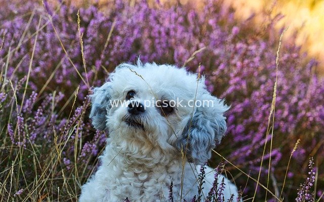 Adorable White Curly-Haired Dog: Cute Pet Portrait in a Sea of Purple Flowers