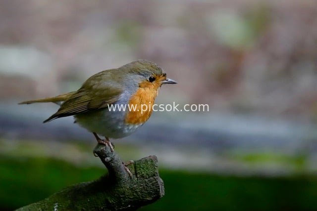 Close-up Photography of a Robin Perched on a Branch in a Garden