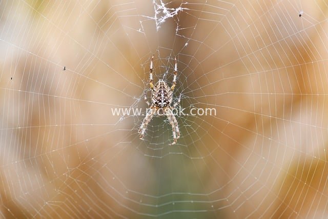 Macro Close-Up: Flower Spider Resting on an Exquisite Spider Web