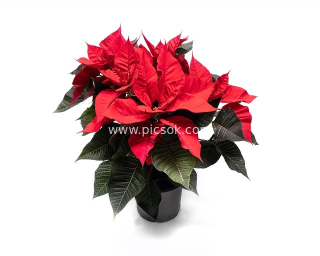 一品红盆栽 圣诞装饰花卉 室内绿植