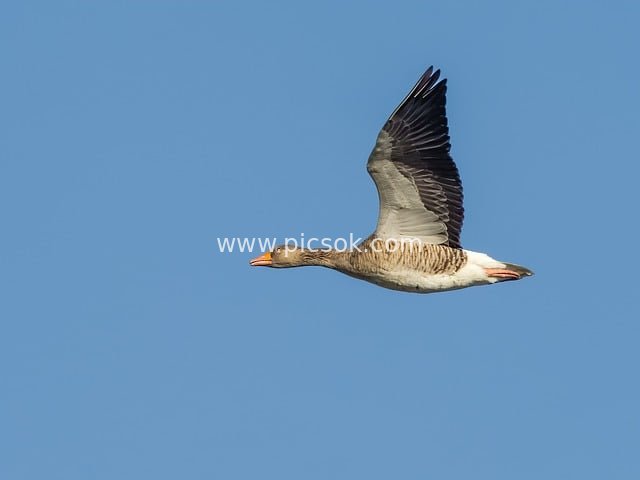 goose, nature, bird, wildlife, plumage, feathers, avian, flying, flight, sky, uk