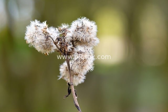 Macro Close-up of Puffball Seeds on Dried Asteraceae Plant