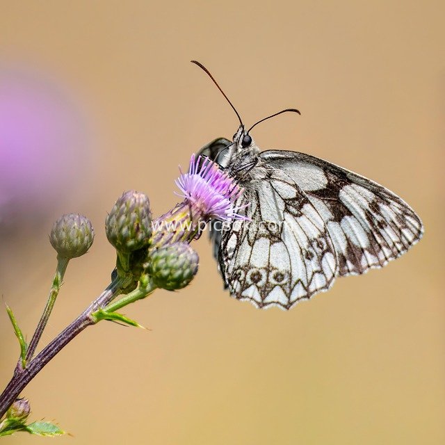 butterfly, checkerboard, thistle, insect, pollination, biotope, eco system, wildlife, flower meadow, close up, entomology, flora, field, animal, blossom, bloom, flower, nature
