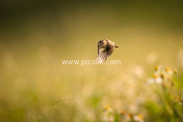 Natural Photography of a Lively Bird Flying Over Spring Fields