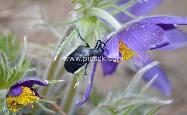 Black Beetle Perched on Purple Pulsatilla Flower - Close-up of Spring Natural Ecology