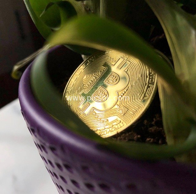 Creative Close-up of Bitcoin Commemorative Coin and Potted Green Plant