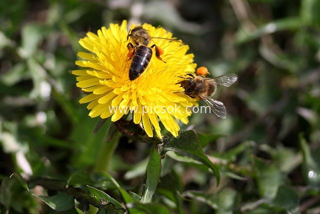 Vivid Scene of Bees Collecting Nectar on Yellow Dandelions in Spring