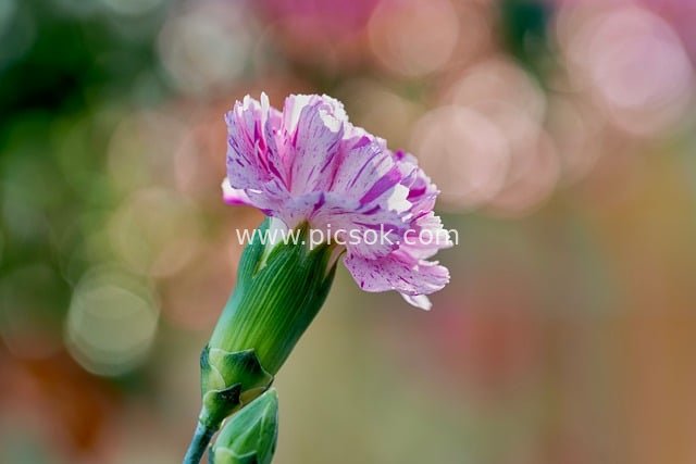 粉色康乃馨绽放特写 模糊背景清新自然