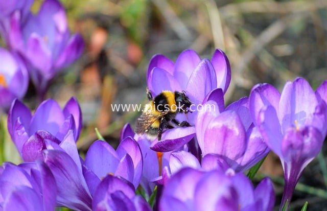 Bumblebee Collecting Nectar on Purple Crocus in Spring – Natural Beauty