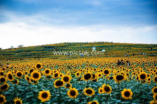 秋日向日葵花海 蓝天之下的灿烂花田