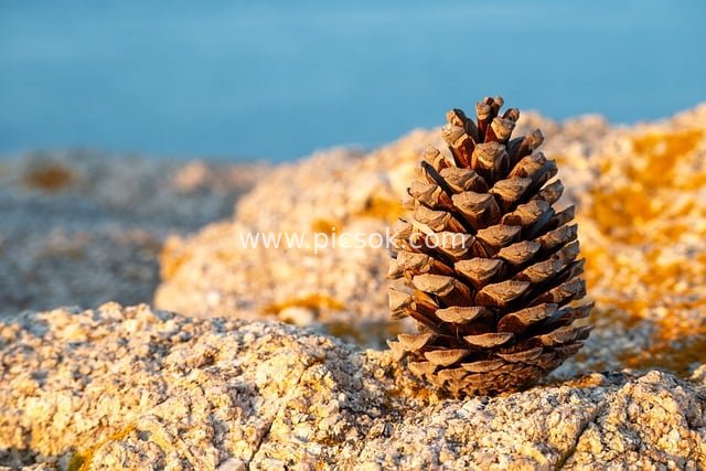 Pine Cone on Corsican Coast: Natural Serenity on Rocks in Evening Warm Light