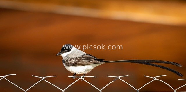 叉尾王霸鹟栖息铁丝网 野生动物摄影素材