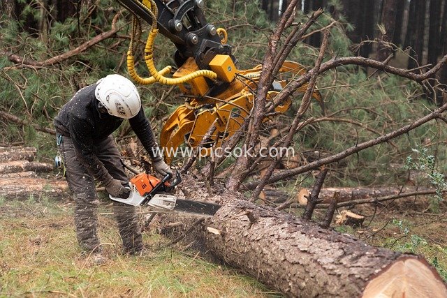 Logger Using Chainsaw to Cut Pine Tree - On-Site Shot of Forestry Operation