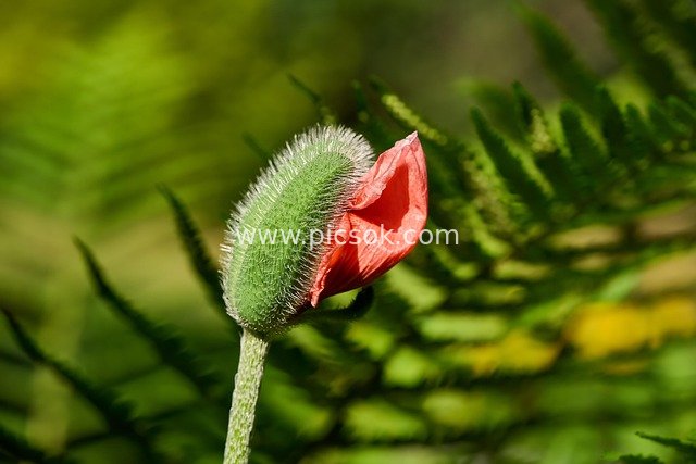 Macro Close-Up of Poppy Buds: Fresh Moment of Spring Plant Growth