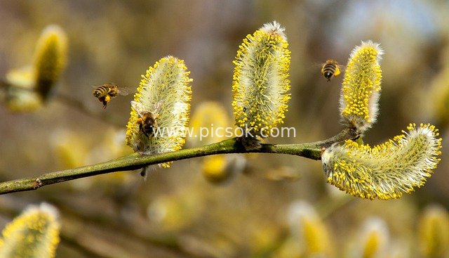 Willow Catkins Blooming in Spring, Bees Busy Collecting Pollen & Nectar