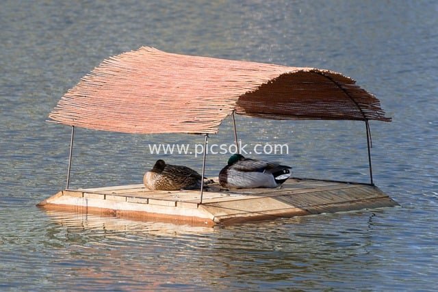 Ducks Resting on a Thatched Floating Platform on the Lake – A Natural Waterfowl Habitat Scene