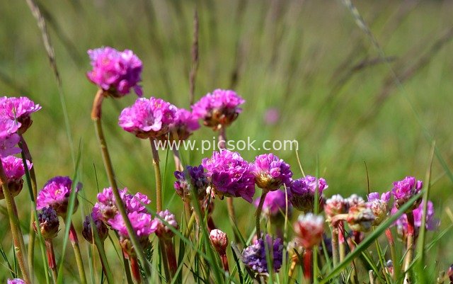 Natural Beauty of Pink Dianthus Clusters in Spring Meadow