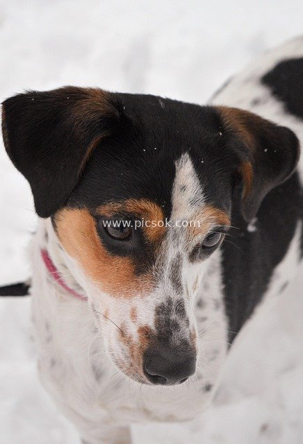 Adorable Portrait of a Jack Russell Terrier in the Snow