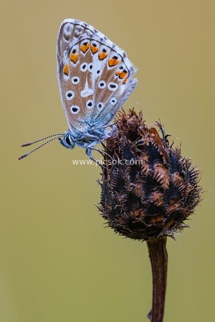 Close-up Natural Detail of a Common Blue Butterfly Resting on a Withered Flower Head