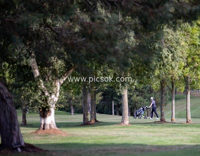 golfing, golf course, golf, golf green, sport, trees