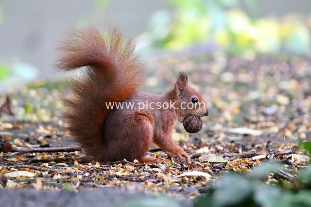 Red Squirrel Foraging with a Walnut: A Natural Forest Ecological Moment