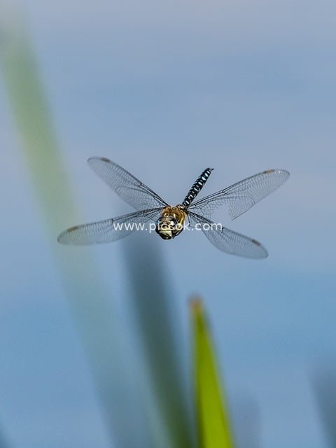 Dragonfly Flying in the Blue Sky: Close-up of a Transparent-winged Insect in Nature