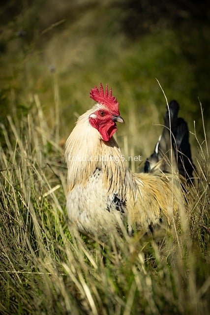 草丛中的白公鸡 红色鸡冠鲜艳生动