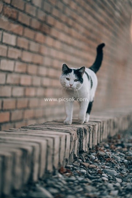 Black and White Persian Cat on Samarkand Brick Wall | Central Asian Architecture