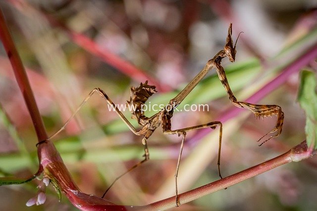 棕色螳螂栖息红茎 自然昆虫细节特写