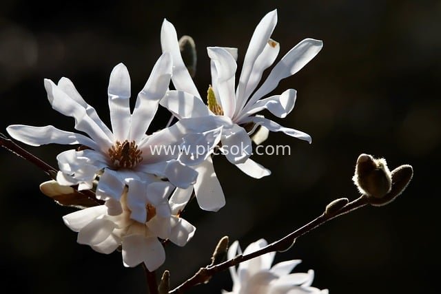 春日星花木兰绽放 白色柔美花瓣特写