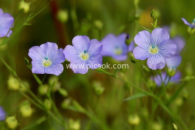 蓝紫色亚麻花特写 清新自然花卉摄影素材