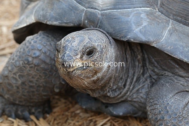 Close-Up of a Giant Tortoise: An Ancient Reptile in the Zoo