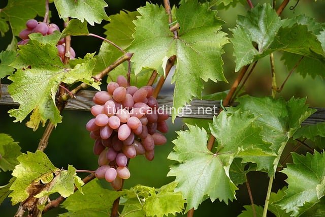 Pink Grape Bunches in the Vineyard – Fresh & Plump Fruits