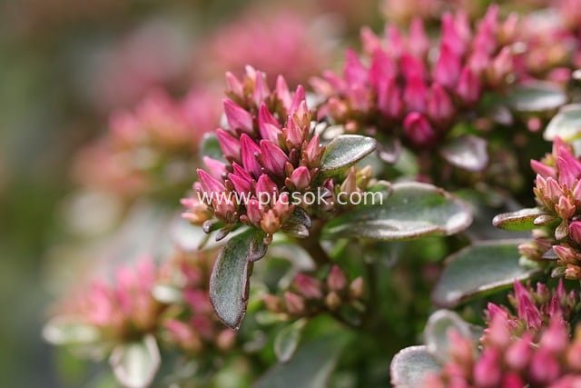 粉色景天多肉 花园花卉特写背景图