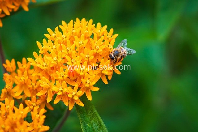 蜜蜂采蜜橙色马利筋花 自然生态特写