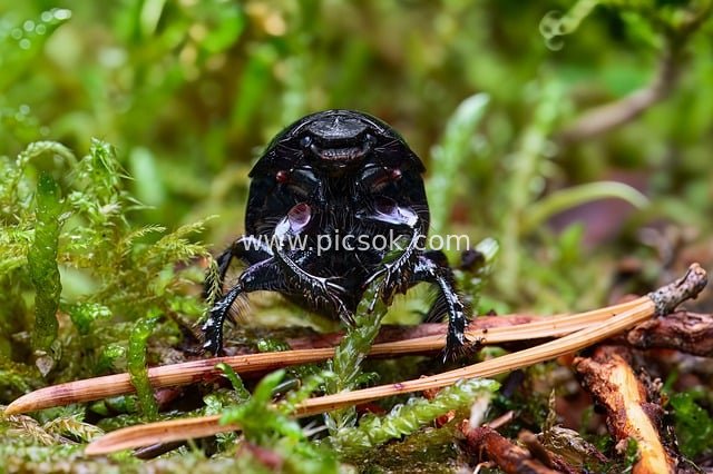 Macro Close-up of a Dung Beetle Among Forest Mosses | Ecological Insect Photography
