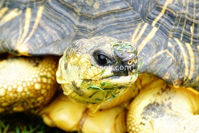 Close-up: Vivid Shot of a Turtle's Head with Yellow-Patterned Shell and Grass Clippings