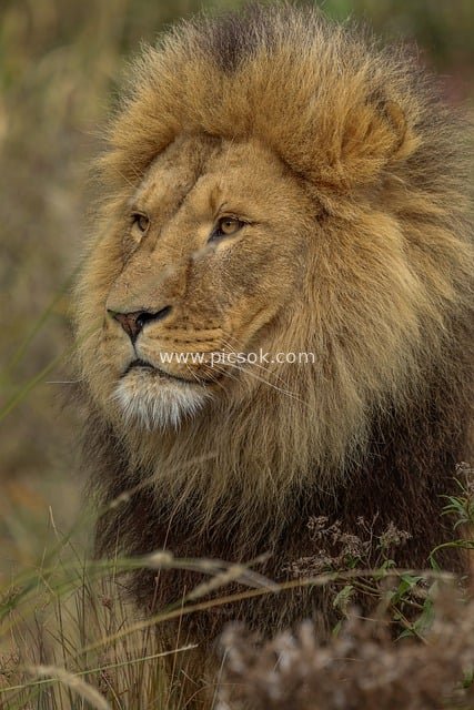 非洲雄狮特写 草原自然中的猛兽肖像
