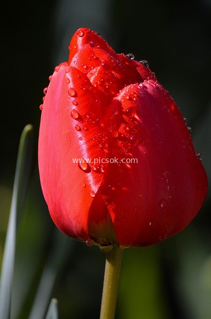 Red Tulip Adorned with Raindrops HD Flower Wallpaper