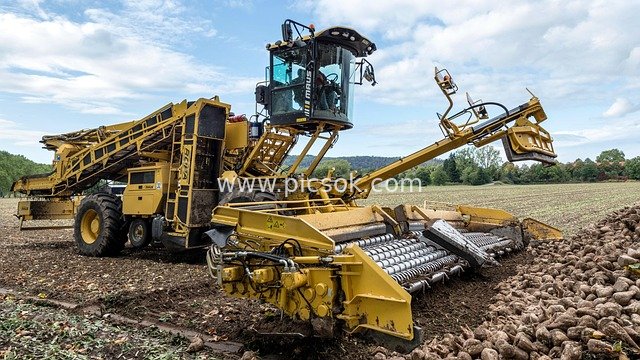 Yellow Beet Harvester Working in the Field: Agricultural Harvest Scene