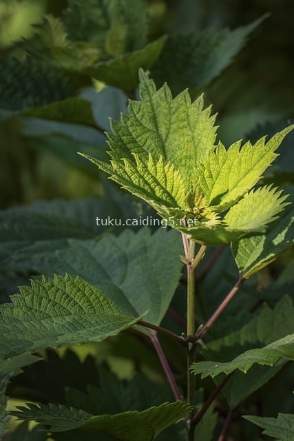 特写翠绿荨麻叶 自然药用植物清新画面