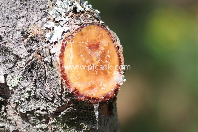 树干切口渗出树脂 自然黏胶的特写镜头