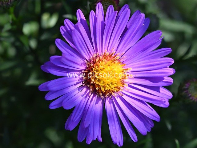 Close-up of Autumn Asters: Purple Autumn Blooms in the Garden