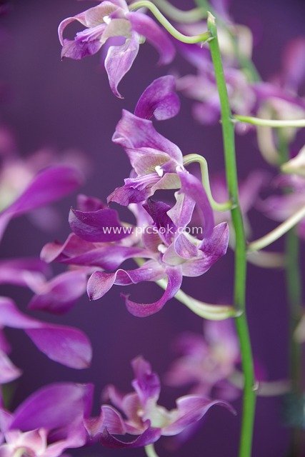 紫色兰花特写 唯美花卉植物素材