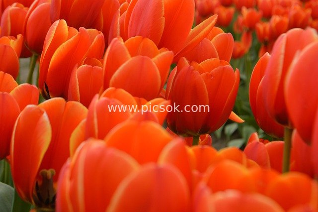 Orange Tulip Sea in Skagit Valley - Spring Flower Material
