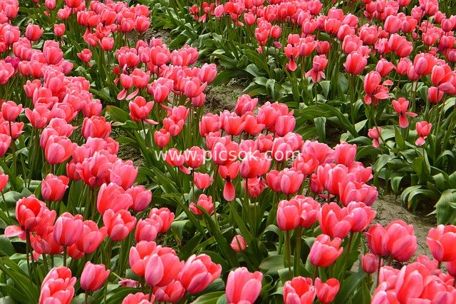 Skagit Valley Tulip Fields: Spring Sea of Pink Tulips